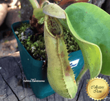 RARE! COLLECTORS ITEM 🌟 Nepenthes Truncata f. Pasian Highland 📏 25-28cm > Exact plant pictured