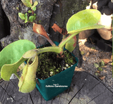 RARE! COLLECTORS ITEM 🌟 Nepenthes Truncata f. Pasian Highland 📏 25-28cm > Exact plant pictured