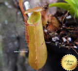 TROPICAL PITCHER PLANT:  Nepenthes Alata for sale | Buy carnivorous plants and seeds online @ South Africa's leading online plant nursery, Cultivo Carnivores