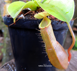 TROPICAL PITCHER PLANT:  Nepenthes Alata for sale | Buy carnivorous plants and seeds online @ South Africa's leading online plant nursery, Cultivo Carnivores