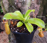TROPICAL PITCHER PLANT:  Nepenthes Alata for sale | Buy carnivorous plants and seeds online @ South Africa's leading online plant nursery, Cultivo Carnivores