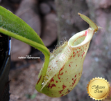 TROPICAL PITCHER PLANT: Nepenthes Hookerenia for sale | Buy carnivorous plants and seeds online @ South Africa's leading online plant nursery, Cultivo Carnivores