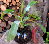 Nepenthes Rebecca Soper x Ventricosa Red - Personal Collection for sale | Buy carnivorous plants and seeds online @ South Africa's leading online plant nursery, Cultivo Carnivores