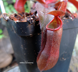 TROPICAL PITCHER PLANT: Nepenthes Sanguinea for sale | Buy carnivorous plants and seeds online @ South Africa's leading online plant nursery, Cultivo Carnivores
