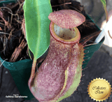Nepenthes Rebecca Soper x Ventricosa Red - Personal Collection for sale | Buy carnivorous plants and seeds online @ South Africa's leading online plant nursery, Cultivo Carnivores