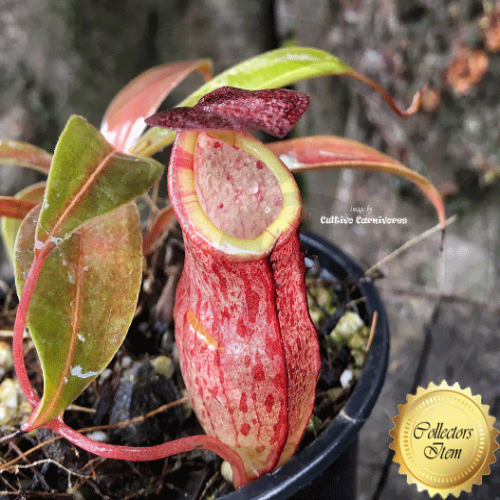 TROPICAL PITCHER PLANT: Nepenthes Eustachya x Tenius for sale | Buy carnivorous plants and seeds online @ South Africa's leading online plant nursery, Cultivo Carnivores