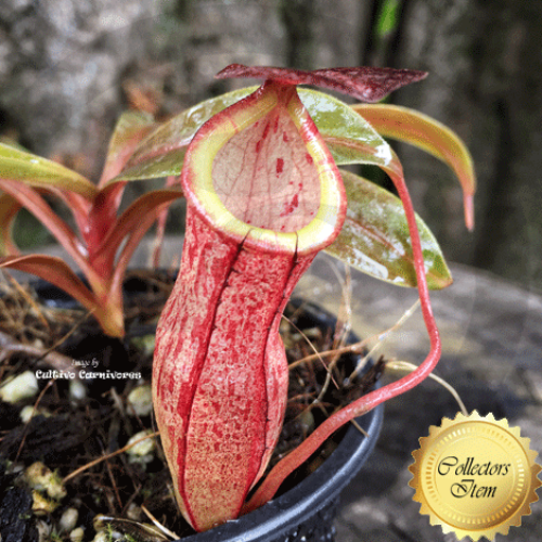 TROPICAL PITCHER PLANT: Nepenthes Eustachya x Tenius for sale | Buy carnivorous plants and seeds online @ South Africa's leading online plant nursery, Cultivo Carnivores