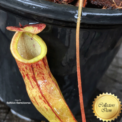 TROPICAL PITCHER PLANT: Nepenthes Eustachya x Tenius for sale | Buy carnivorous plants and seeds online @ South Africa's leading online plant nursery, Cultivo Carnivores