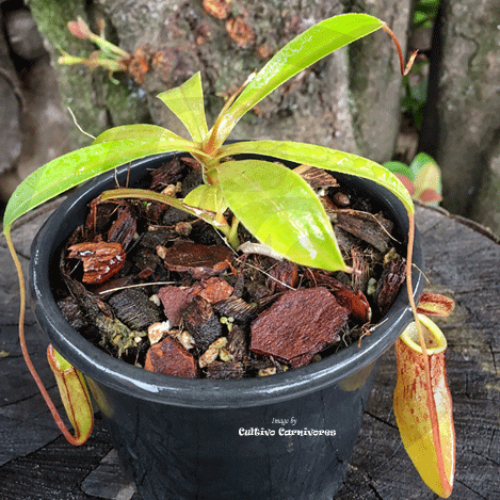 TROPICAL PITCHER PLANT: Nepenthes Eustachya x Tenius for sale | Buy carnivorous plants and seeds online @ South Africa's leading online plant nursery, Cultivo Carnivores