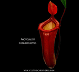 TROPICAL PITCHER PLANT: Nepenthes Ventricosa x Dubia for sale | Buy carnivorous plants and seeds online @ South Africa's leading online plant nursery, Cultivo Carnivores