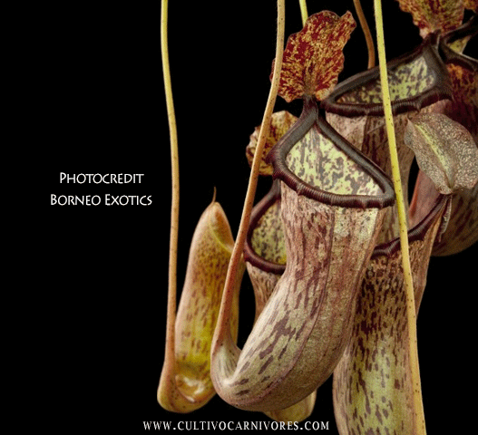 TROPICAL PITCHER PLANT: Nepenthes Ventricosa x Glandulifera for sale | Buy carnivorous plants and seeds online @ South Africa's leading online plant nursery, Cultivo Carnivores