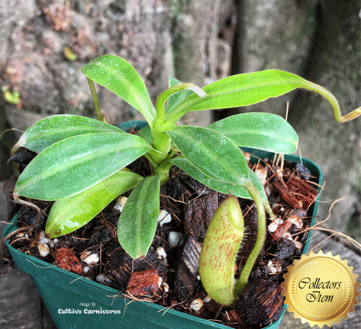 TROPICAL PITCHER PLANT: Nepenthes Ventricosa x Glandulifera for sale | Buy carnivorous plants and seeds online @ South Africa's leading online plant nursery, Cultivo Carnivores
