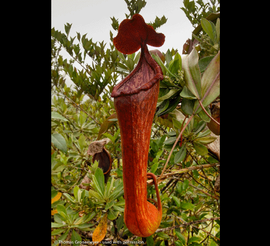 Reference image of mature Nepenthes pulchra CS01 from Wistuba – Mindanao, Philippines species