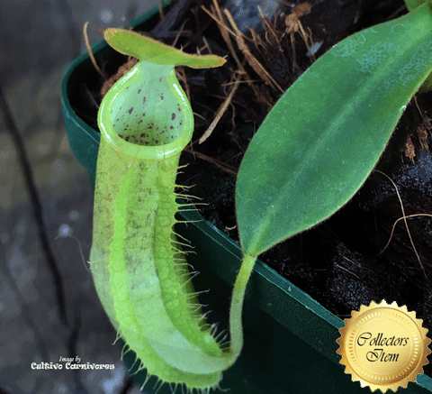 Nepenthes Rebecca Soper x Hirsuta - Personal Collection for sale | Buy carnivorous plants and seeds online @ South Africa's leading online plant nursery, Cultivo Carnivores