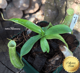 Nepenthes Rebecca Soper x Hirsuta - Personal Collection for sale | Buy carnivorous plants and seeds online @ South Africa's leading online plant nursery, Cultivo Carnivores