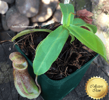 Nepenthes Rebecca Soper x Ventricosa Red - Personal Collection for sale | Buy carnivorous plants and seeds online @ South Africa's leading online plant nursery, Cultivo Carnivores