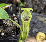 TROPICAL PITCHER PLANT: Nepenthes Spathulata x Campanulata for sale | Buy carnivorous plants and seeds online @ South Africa's leading online plant nursery, Cultivo Carnivores
