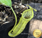 TROPICAL PITCHER PLANT: Nepenthes Spathulata x Campanulata for sale | Buy carnivorous plants and seeds online @ South Africa's leading online plant nursery, Cultivo Carnivores