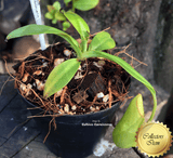 TROPICAL PITCHER PLANT: Nepenthes Spathulata x Campanulata for sale | Buy carnivorous plants and seeds online @ South Africa's leading online plant nursery, Cultivo Carnivores