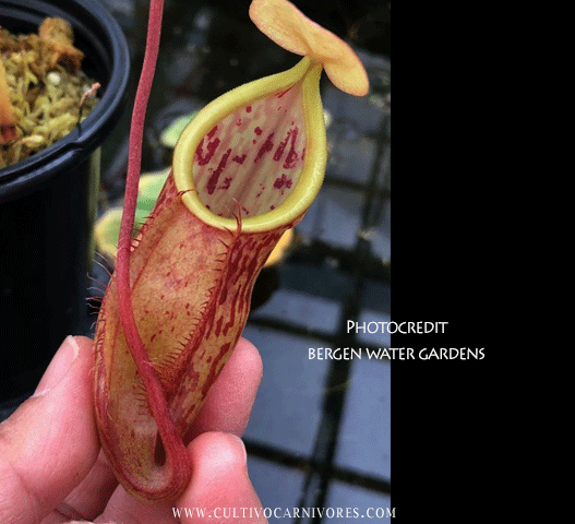 TROPICAL PITCHER PLANT: Nepenthes Spathulata x Glabrata for sale | Buy carnivorous plants and seeds online @ South Africa's leading online plant nursery, Cultivo Carnivores