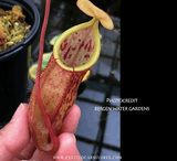 TROPICAL PITCHER PLANT: Nepenthes Spathulata x Glabrata for sale | Buy carnivorous plants and seeds online @ South Africa's leading online plant nursery, Cultivo Carnivores