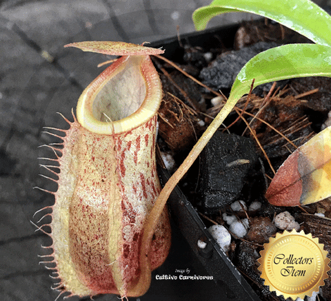TROPICAL PITCHER PLANT: Nepenthes Spathulata x Glabrata for sale | Buy carnivorous plants and seeds online @ South Africa's leading online plant nursery, Cultivo Carnivores