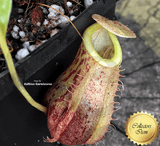 TROPICAL PITCHER PLANT: Nepenthes Spathulata x Glabrata for sale | Buy carnivorous plants and seeds online @ South Africa's leading online plant nursery, Cultivo Carnivores