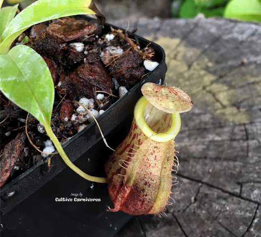 TROPICAL PITCHER PLANT: Nepenthes Spathulata x Glabrata for sale | Buy carnivorous plants and seeds online @ South Africa's leading online plant nursery, Cultivo Carnivores