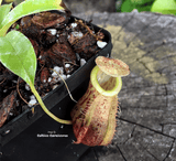 TROPICAL PITCHER PLANT: Nepenthes Spathulata x Glabrata for sale | Buy carnivorous plants and seeds online @ South Africa's leading online plant nursery, Cultivo Carnivores