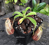TROPICAL PITCHER PLANT: Nepenthes Spathulata x Glabrata for sale | Buy carnivorous plants and seeds online @ South Africa's leading online plant nursery, Cultivo Carnivores