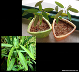 SEEDS: Non-Carnivorous > The Dancing Plant (Telegraph Plant) for sale | Buy carnivorous plants and seeds online @ South Africa's leading online plant nursery, Cultivo Carnivores