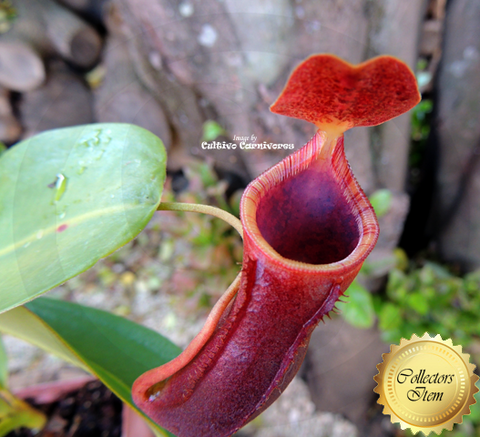 Sold - Nepenthes Lowii x Campanulata - Personal Collection for sale | Buy carnivorous plants and seeds online @ South Africa's leading online plant nursery, Cultivo Carnivores