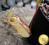Nepenthes Mirabilis squat - Personal Collection for sale | Buy carnivorous plants and seeds online @ South Africa's leading online plant nursery, Cultivo Carnivores