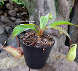 Nepenthes Mirabilis squat - Personal Collection for sale | Buy carnivorous plants and seeds online @ South Africa's leading online plant nursery, Cultivo Carnivores