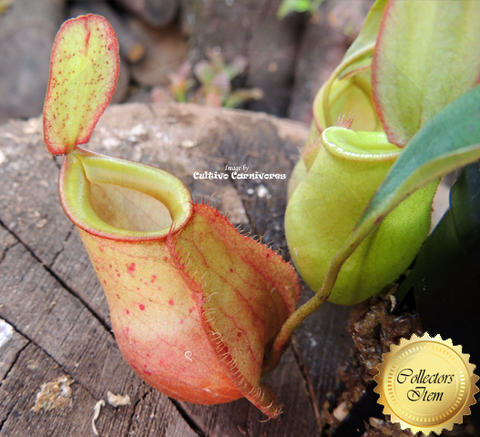 Nepenthes Mirabilis var globosa x Ampullaria - Personal Collection for sale | Buy carnivorous plants and seeds online @ South Africa's leading online plant nursery, Cultivo Carnivores