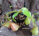 Nepenthes Mirabilis var globosa x Ampullaria - Personal Collection for sale | Buy carnivorous plants and seeds online @ South Africa's leading online plant nursery, Cultivo Carnivores