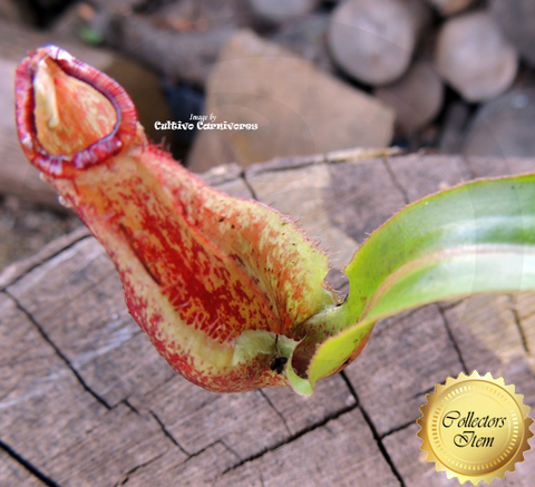 Nepenthes Mirabilis (winged) - Personal Collection for sale | Buy carnivorous plants and seeds online @ South Africa's leading online plant nursery, Cultivo Carnivores