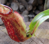 Nepenthes Mirabilis (winged) - Personal Collection for sale | Buy carnivorous plants and seeds online @ South Africa's leading online plant nursery, Cultivo Carnivores