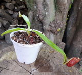 Nepenthes Mirabilis (winged) - Personal Collection for sale | Buy carnivorous plants and seeds online @ South Africa's leading online plant nursery, Cultivo Carnivores