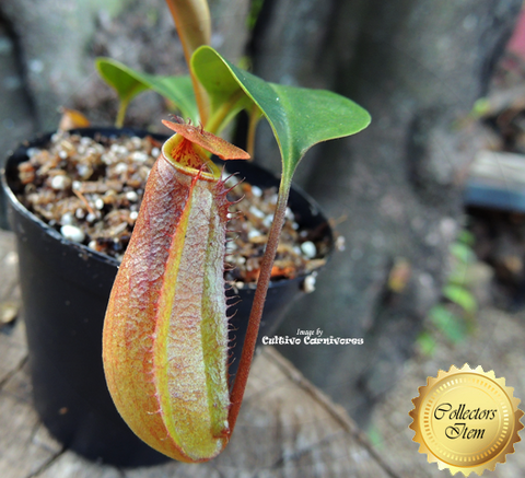 Tropical pitcher plant:  Nepenthes Thorelii x Truncata - Exotica Plants for sale | Buy carnivorous plants and seeds online @ South Africa's leading online plant nursery, Cultivo Carnivores