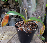 Tropical pitcher plant:  Nepenthes Thorelii x Truncata - Exotica Plants for sale | Buy carnivorous plants and seeds online @ South Africa's leading online plant nursery, Cultivo Carnivores