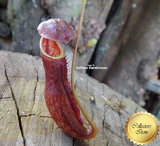 Nepenthes Rokko Exotica x Boschiana - Personal Collection for sale | Buy carnivorous plants and seeds online @ South Africa's leading online plant nursery, Cultivo Carnivores
