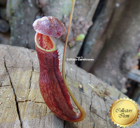 Nepenthes Rokko Exotica x Boschiana - Personal Collection for sale | Buy carnivorous plants and seeds online @ South Africa's leading online plant nursery, Cultivo Carnivores