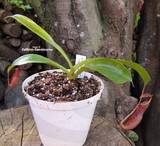 Nepenthes Rokko Exotica x Boschiana - Personal Collection for sale | Buy carnivorous plants and seeds online @ South Africa's leading online plant nursery, Cultivo Carnivores