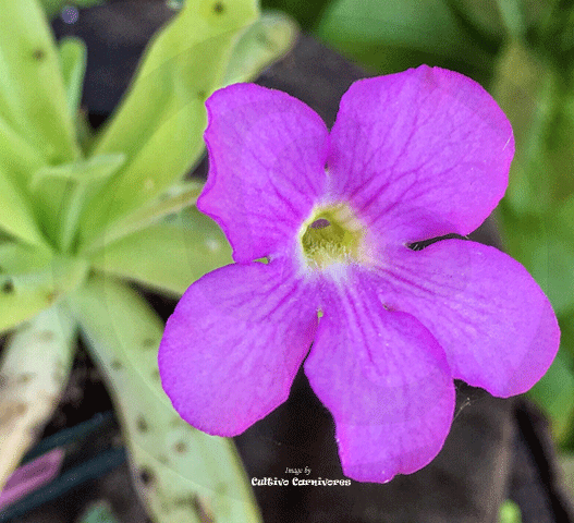 Pinguicula Gigantea × Moctezumae in flower – pink butterwort bloom from batch listing. Carnivorous plant for sale in South Africa. Ideal for terrariums or indoor growing