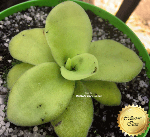 Pinguicula gigantea Large plant – Mexican butterwort with purple flowers, buy online from Cultivo Carnivores, for sale in South Africa
