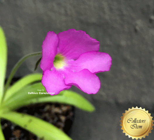 Buy Pinguicula Gigantea × Moctezumae butterwort in flower – soft pink bloom with light green foliage. Indoor carnivorous plant for sale in South Africa