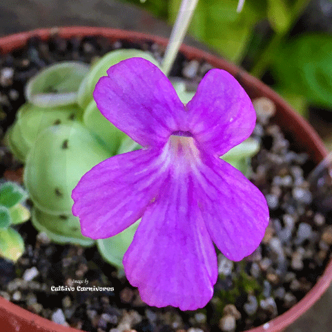 Purple flower of Pinguicula hemiepiphytica × cyclosecta BCP clone, rare Mexican butterwort from Best Carnivorous Plants Czech Republic, South Africa
