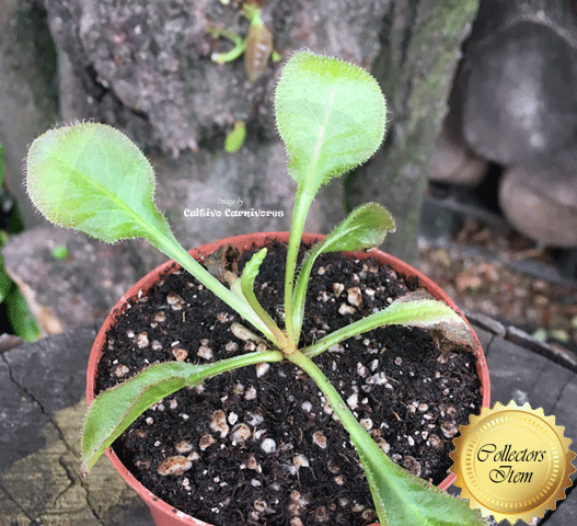 Sundew:  Drosera  Andromeda for sale | Buy carnivorous plants and seeds online @ South Africa's leading online plant nursery, Cultivo Carnivores