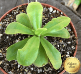 BUTTERWORT (Mexican):  Pinguicula Emarginata x Gigantea for sale | Buy carnivorous plants and seeds online @ South Africa's leading online plant nursery, Cultivo Carnivores